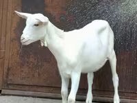 बकरा, बकरियाँ — फ़ोटो 1