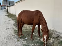 Hing, Karabakh horse — 3. fotó