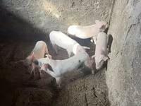 Sow, Pigs — photo 4