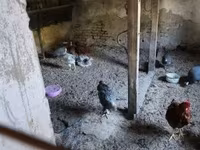 Guinea fowl — foto 5