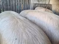 公猪, Pigs — 照片 1
