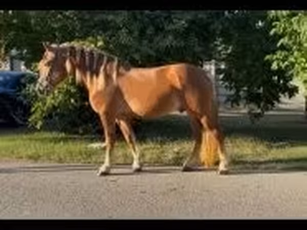 घोड़ा, Haflinger