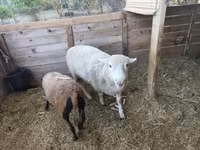 Kos, Cameroon sheep — 2. fotó