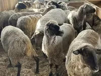 كبش, White Suffolk sheep — الصورة 1