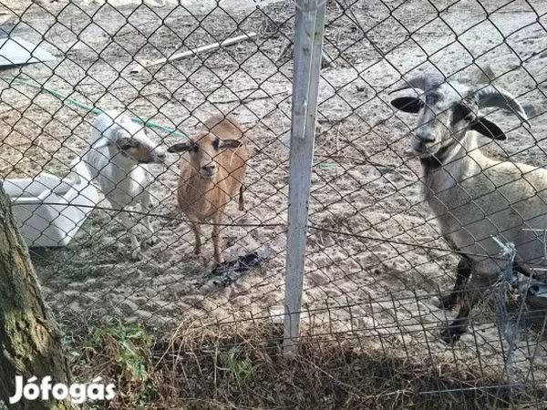 भेड़, Cameroon sheep — हंगरी