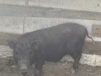 Porca, Porcos — foto 3