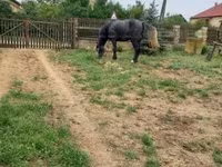 Horse (M), Lipizzaner — photo 6