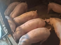 公猪, Pigs — 照片 1