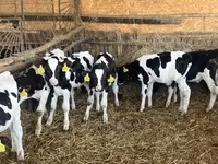 Bulle, Russian Black pied cattle — Foto 7