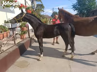 حصان, Dutch warmblood horse — الصورة 3