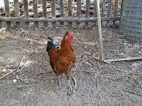 Chickens — फ़ोटो 5