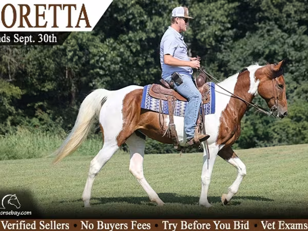 Kanca, Tennessee Walking Horse