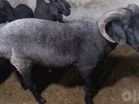Bélier, Moutons — photo 8