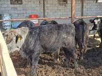 Bull, Aberdeen-Angus — photo 5