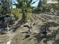 Geese — foto 2