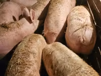 母猪, Pigs — 照片 4