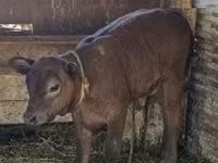 母牛, Cattle — 照片 4