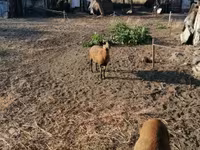 Juh, Cameroon sheep — 1. fotó