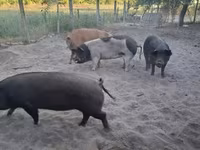 Boar, Pigs — photo 5