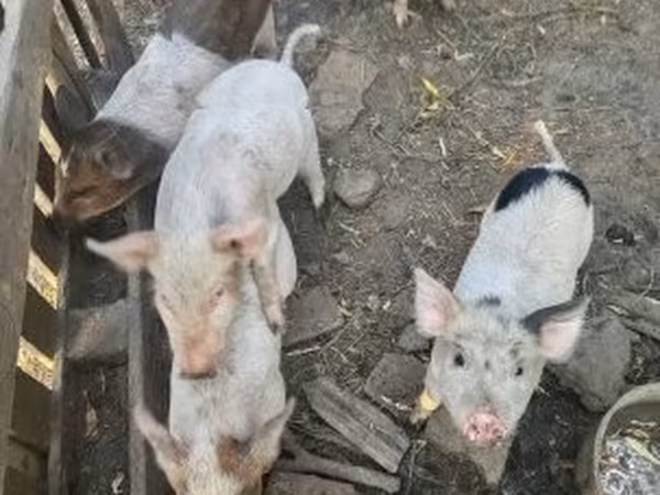 Schweine (Partie, Geschlecht nicht angegeben),  — Ungarn