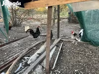 Chickens — الصورة 3