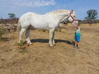 公马, Percheron — 照片 4