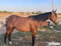 Caballo, Kisber felver — foto 2