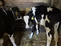 公牛, Holstein breed — 照片 2