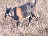 Bak, Nubian Goat — 3. fotó