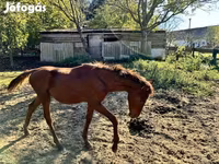 Horse (M), Kisber felver — photo 2