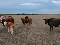 Tehén, Ukrainian grey cattle — 2. fotó