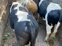 Býk, Russian Black pied cattle — foto 2