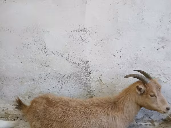 Коза, Зааненская коза