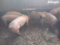 Boar, Pigs — photo 1