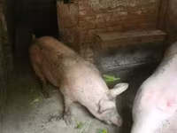 母猪, Pigs — 照片 2