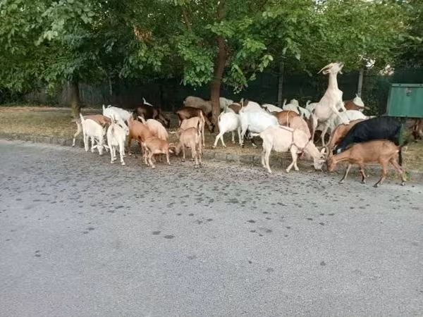 母山羊, Goats