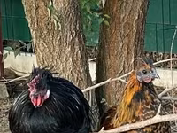 Chickens — फ़ोटो 4