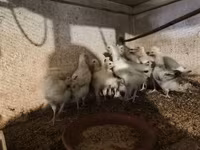 Turkeys — photo 6