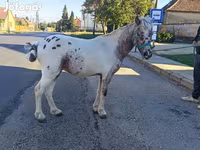 Horse (M), Horses — photo 3