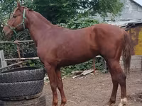 Cheval, Trakehner — photo 3