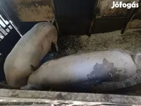Locha, Świnie — zdjęcie 3