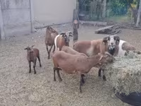 Kos, Cameroon sheep — 7. fotó