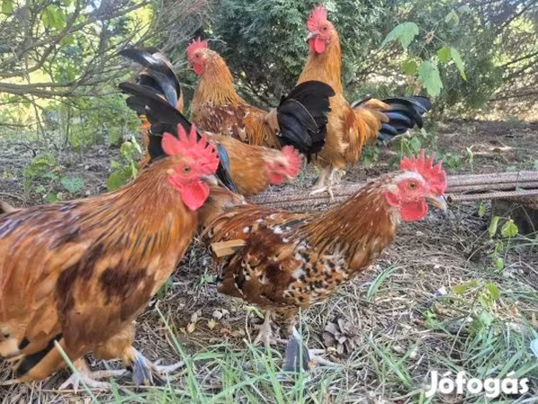Chickens — Hungary