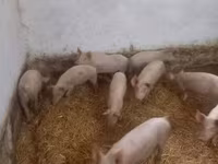 Schweine (Partie, Geschlecht nicht angegeben), Крупная белая — Foto 3