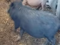 Boar, Pigs — photo 1