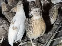 Quails — foto 1