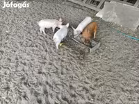 公猪, Дюрок — 照片 3