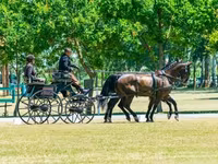 Айғыр, Hungarian horse breed — 7-сурет