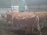 Tehén, Blonde d’Aquitane cattle — 3. fotó