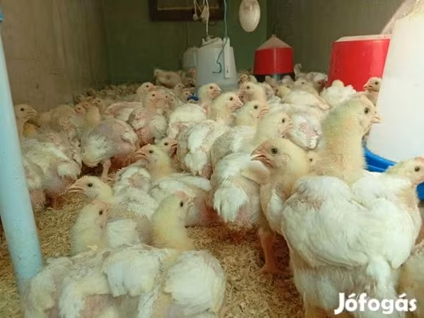 Chickens